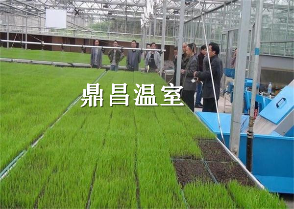 恩施來鳳育苗工廠