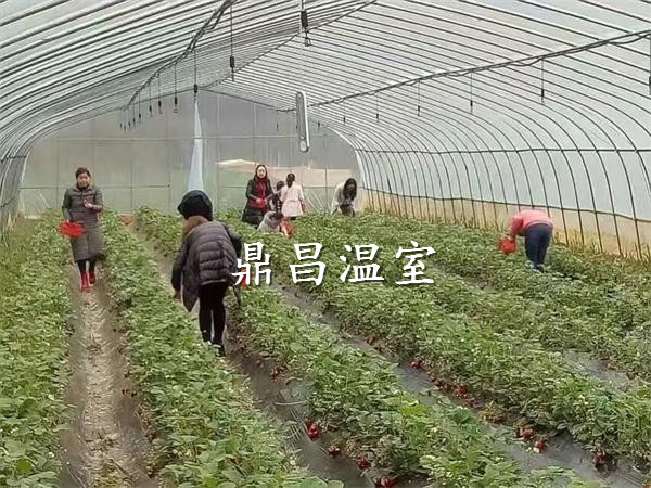 單體草莓大棚
