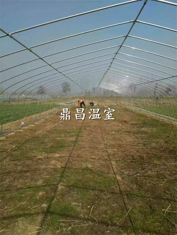 簡(jiǎn)易花卉大棚1