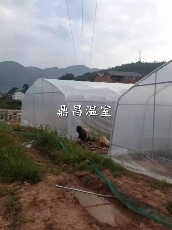 食用菌單體大棚1