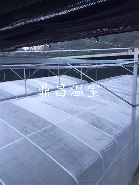 育苗溫室大棚1