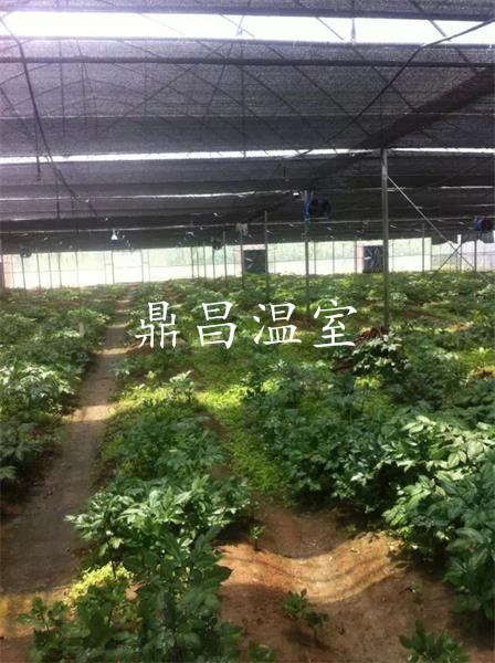 育苗溫室大棚6