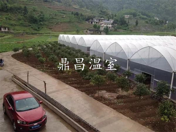 育苗薄膜溫室